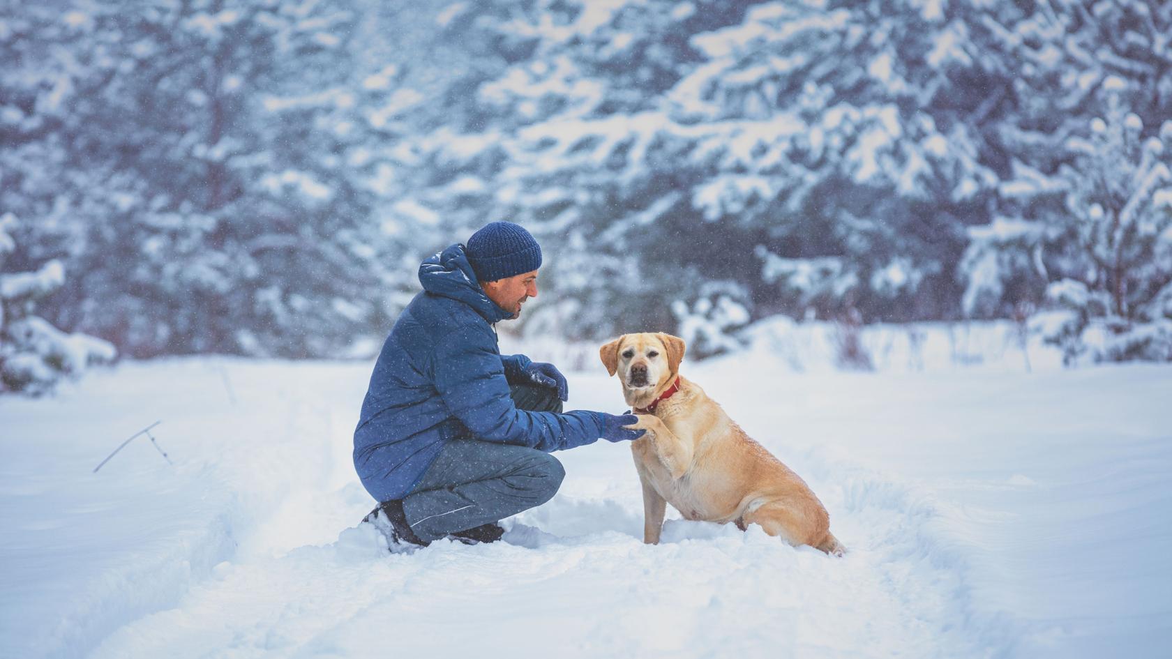 Hund mit Heerchen machen einen Spaziergang durch einen verschneiten Wald